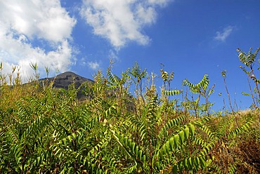 Vegetation on Stromboli Island, Stromboli volcano, Aeolian or Lipari Islands, Sicily, South Italy, Italy, Europe