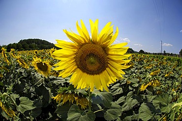 Sunflower (Helianthus annuus), Vallon-Pont-d'Arc, Ardeche, Rhones-Alpes, France, Europe