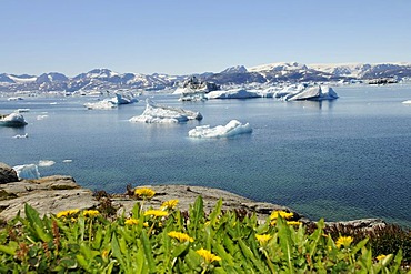 Dandelions on a meadow in Tineteqilag, Sermilik Fjord, East Greenland, Greenland