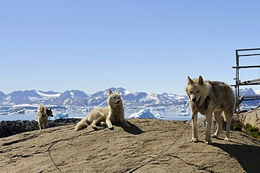 Sled dogs in Tineteqilag, Sermilik Fjord, East Greenland, Greenland