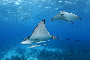 Spotted Eagle Rays (Aetobatus narinari) with Live Sharksuckers (Echeneis naucrates) swimming above a coral reef with sandbanks and White Mullet (Mugil curema) near the surface, Half Moon Caye, Lighthouse Reef, Turneffe Atoll, Belize, Central America, Cari