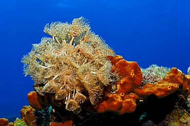 Cluster Duster (Bispira brunnea), tubeworm, on a brown sponge (Ectoplasia ferox) in front of blue water, Turneffe Atoll, Belize, Central America, Caribbean