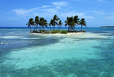 Small palm island in a lagoon, Turneffe Atoll, Belize, Central America, Caribbean