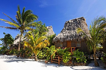 Thatched roof bungalows between palm trees in San Pedro, Ambergris Cay Island, Belize, Central America, Caribbean