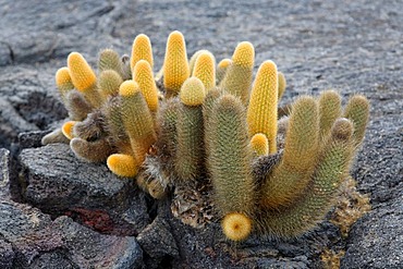 Lava cactus, (Brachycereus nesioticus), growing out of crack in lava rock, Fernandina, Punta Espinosa, island, Galapagos archipelago, Unesco World Heritage Site, Ecuador, South America, Pacific