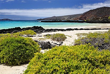 Beach with green bushes, small waves and an island on the horizon, Punta Cormorant, Floreana Island, Galapagos Archipelago, Ecuador, South America, Pacific Ocean