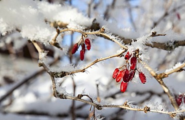 Barberry bush (Berberis) with frozen fruits, covered with frost