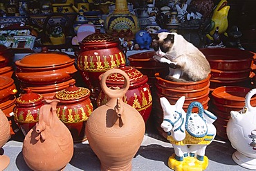 Cat sitting in a ceramic bowl and cleaning itself, Guadix, Andalusia, Spain, Europe