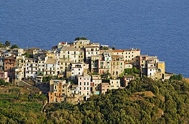 Cliffside village of Corniglia, one of the five villages of the Cinque Terre, Liguria, Mediterranean Sea, Italy, Europe