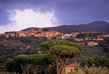 Castagneto Carducci, Livorno province, Tuscany, Italy, Europe