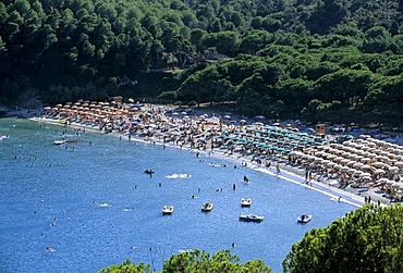 Pine forest and beach, Fetovaia, Island of Elba, province of Livorno, Tuscany, Italy, Europe