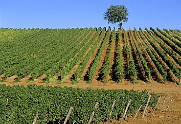 Vineyard near Gavorrano, Maremma, province of Grosseto, Tuscany, Italy Europe