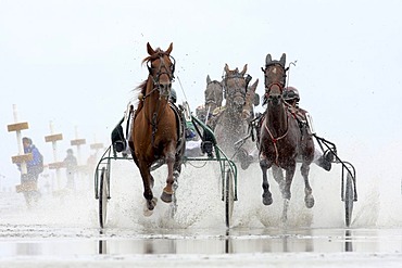 Trotting race, Duhner Wattrennen, Duhnen Trotting Races 2008, the only horse race in the world on the sea bed, Cuxhaven, Lower Saxony, Germany, Europe