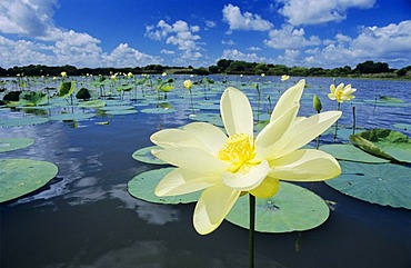 American Lotus (Nelumbo lutea), blooming, Corpus Christi, Coastal Bend, Texas, USA