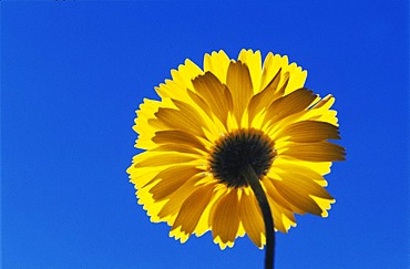 Desert Marigold (Baileya multiradiata), blossom, Big Bend National Park, West Texas, USA