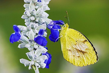 Sleepy Orange (Eurema nicippe), adult on Mealy sage (Salvia farinacea), Uvalde County, Hill Country, Central Texas, USA