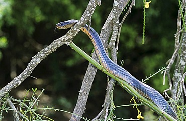 Texas Indigo Snake (Drymarchon corais erebennus), adult climbing Retama tree (Parkinsonia aculeata), Cameron County, Rio Grande Valley, South Texas, USA