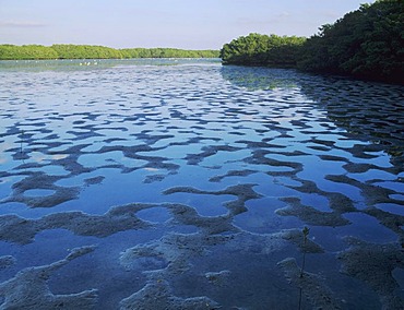 Mangroves at low tide, J. N. Ding Darling National Wildlife Refuge, Sanibel Island, Florida, USA