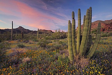 Organ Pipe Cactus (Stenocereus thurberi) in Sonoran Desert in bloom at sunset with Mexican Gold Poppy (Eschscholzia californica mexicana), Desert Lupine (Lupinus sparsiflorus), Saguaro Cactus (Carnegiea gigantea), Organ Pipe Cactus National Monument, Sout