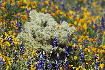 Teddy Bear Cholla Cactus (Opuntia bigelovii) in field of Mexican Gold Poppy (Eschscholzia californica mexicana) and Desert Lupine (Lupinus sparsiflorus), Sonoran Desert, Tonto National Forest, Bartlett Lake, Arizona, USA