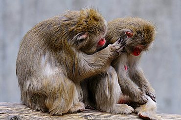 Japanese Macaques (Macaca fuscata), grooming