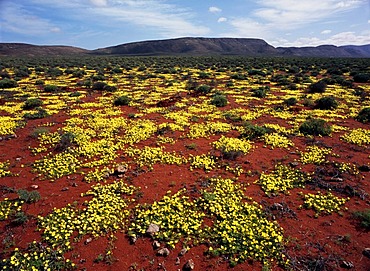 Wildflowers in Namaqualand, South Africa, Africa