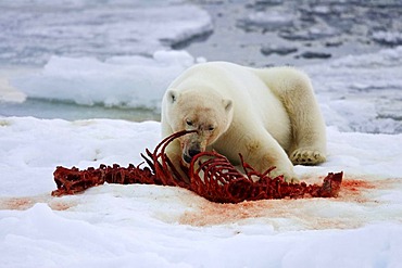 Polar bear (Ursus maritimus) eating, brash ice, in the north of Spitsbergen, Norway, Arctic