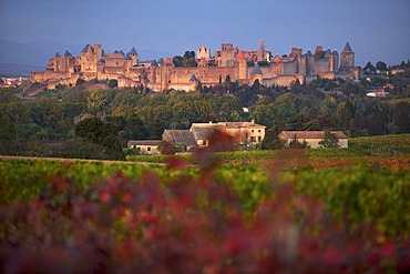 Carcassonne in evening light, Languedoc-Roussillon, France, Europe