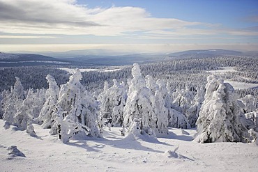 Snow-covered trees on the Brocken mountain, Harz, Saxony-Anhalt, Germany