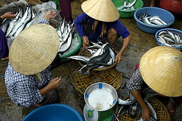 Market women wearing cone shaped hats selling fish at the fish market, Hoi An, Vietnam, Southeast Asia