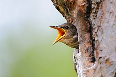 Young European Starlings (Sturnus vulgaris)