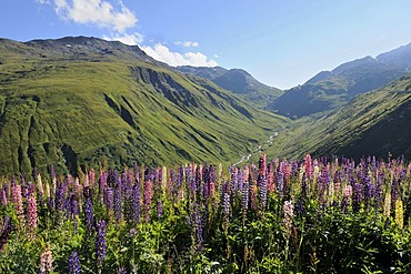 View from the summit of the Furka Pass in the direction of Urnerland, with wild Large-leaved Lupines, Big-leaved Lupines (Lupinus polyphyllus), Uri, Switzerland, Europe