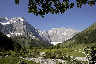 View from the Engalm alpine pasture of a Sycamore (Acer pseudoplatanus) in the Grosser Ahornboden, Karwendel Range in Eng, Tyrol, Austria, Europe