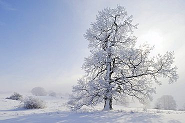 English Oak (Quercus robur), winter landscape, Swabian Alb, Baden-Wuerttemberg, Germany, Europe