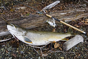 Fishermen's catch, trophy Lake Trout (Salvelinus namaycush), fishing rod, fishing reel, Big Salmon Lake, Yukon Territory, Canada, North America