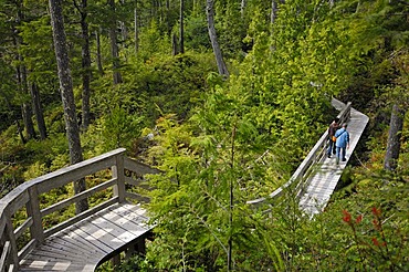 Boardwalk through the rain forest leading from the road to Long Beach on Vancouver Island, British Columbia, Canada