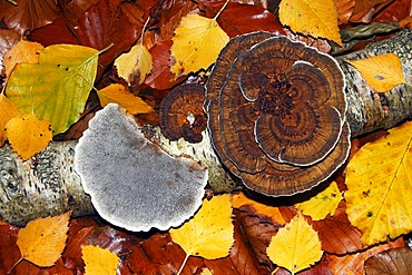 Turkey Tail (Trametes versicolor), funghi on a dead birch tree branch in autumn