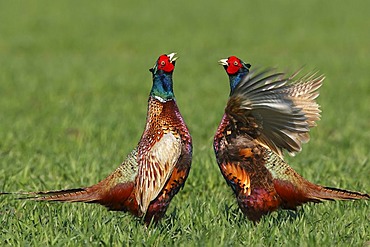 Fighting Pheasants (Phasianus colchicus) on a cornfield during mating time