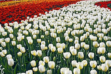 Blossoming Tulips (Tulipa spec.), different colours, tulip flowerbeds in spring