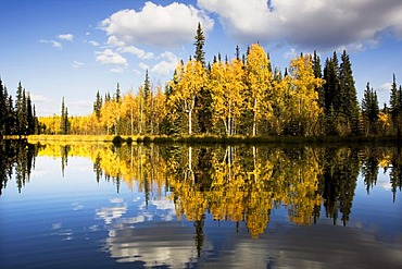 Fairbanks in autumn, Alaska, USA, North America