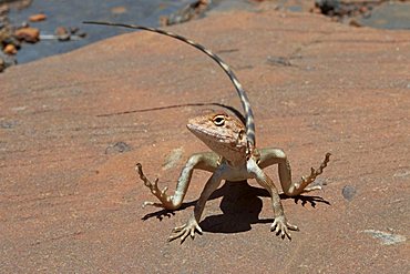 lizard pilbara dragon lifting its feet because of hot stone Kalamina Gorge Karijini National Park Pilbara region western australia WA