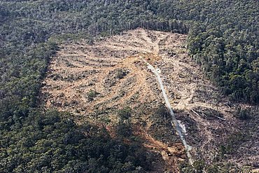 Wood clearing, aerial picture, Tasmania, Australia