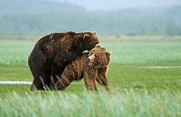 Brown bears (Ursus arctos) pairing, Katmai N.P., Alaska