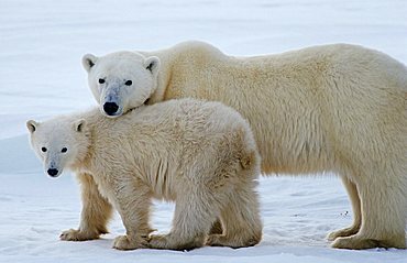 Polar bears (Ursus maritimus), mother and young animal, Hudson Bay, Canada, North America