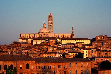 Evening light on Siena Cathedral, Siena, Tuscany, Italy