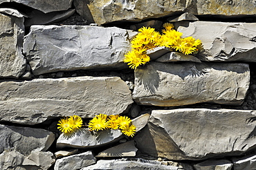 Yellow Succulent Plant (Delosperma lineare), Germany, Europe