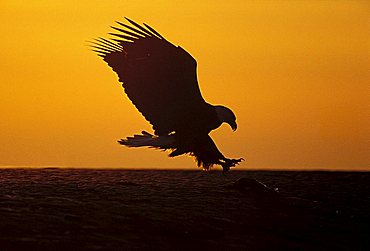 Bald Eagle (Haliaeetus leucocephalus) landing in front of a sunset Alaska