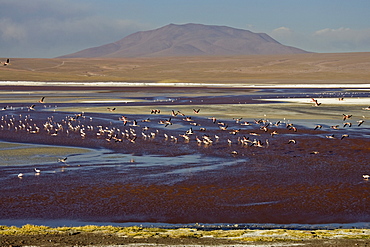 Flamingos (Phoenicoparrus) at lagoon Laguna Colorada, Altiplano, Bolivia, South America