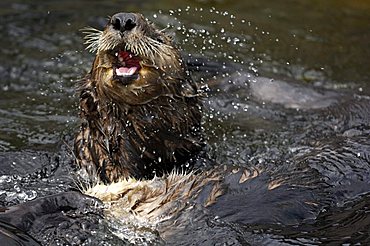 Sea Otter (Enhydra lutris) surfacing, Vancouver Aquarium, Vancouver, British Columbia, Canada