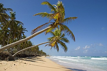 Beach with white sand and Coconut Palms (Cocos nucifera), Punta Cana, Dominican Republic, Central America